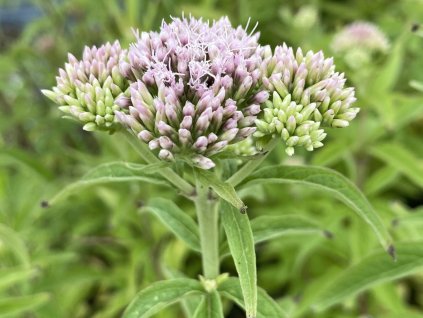 Sadec konopáč - Eupatorium cannabinum