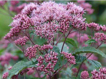 Sadec maculatum 'Red Dwarf' - Eupatorium maculatum 'Red Dwarf'