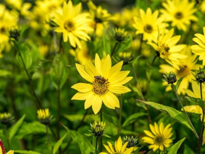 Slunečnice 'Lemon Queen' - Helianthus microcephalus 'Lemon Queen'