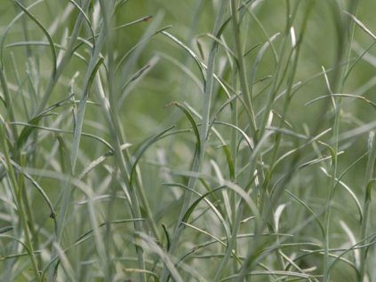 Smil italský 'Silberzwerg'