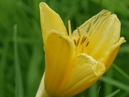 Denivka 'Mini Stella' - Hemerocallis 'Mini Stella'