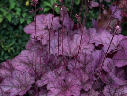 Dlužicha 'Wild Rose' - Heuchera 'Wild Rose'