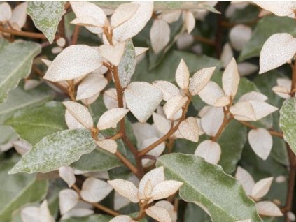 Hlošina Ebbingeova 'Compacta'