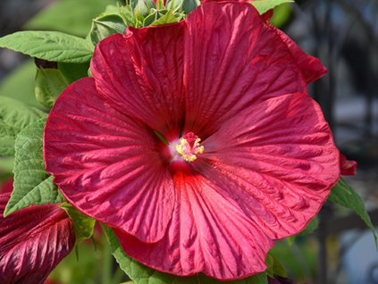 Ibišek bahenní F1 'Luna Red'