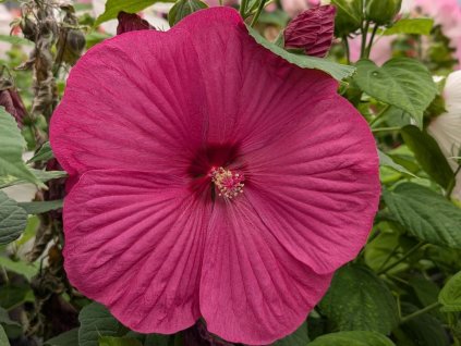 Ibišek bahenní F1 'Luna Rose'