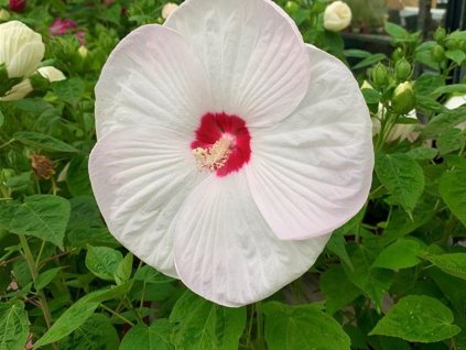 Ibišek bahenní F1 'Luna White'