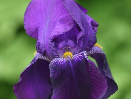 Kosatec německý 'Bishop's Robe' - Iris germanica 'Bishop's Robe'
