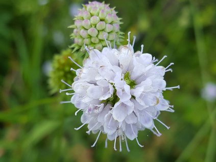 Čertkusek přehnutý 'Frosted Pearls' - Succisella inflexa 'Frosted Pearls'