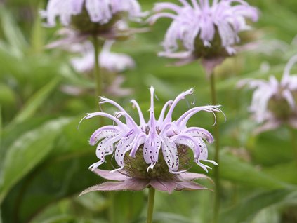 Zavinutka bradburiana - Monarda bradburiana