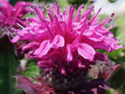 Zavinutka x hybr 'Bee-True' - Monarda x hybr 'Bee-True'