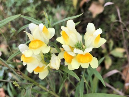 Lnice obecná - Linaria vulgaris