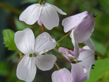 Měsíčnice vytrvalá - Lunaria rediviva