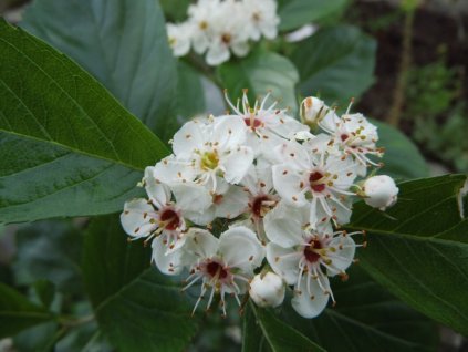 Hloh Lavallův 'Carrierei'