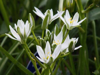 Ornithogalum nutans (2)