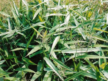 Proso skryté - Panicum clandestinum