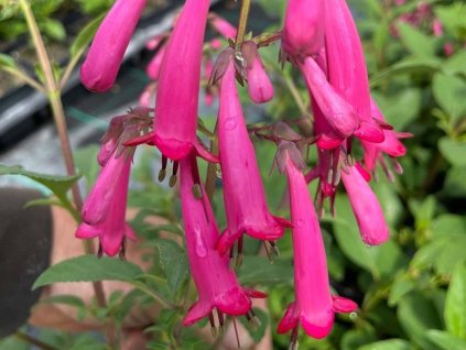 Kapská fuchsie 'Candy Drops Deep Rose' - Phygelius rectus 'Candy Drops Deep Rose'