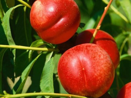 Nektarinka 'Fantasia' - kontejner