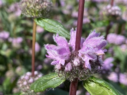 Sápa hlíznatá 'Amazone' - Phlomis tuberosa 'Amazone'