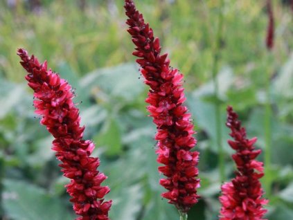 Rdesno objímavé 'Fat Domino' - Polygonum amplexicaule 'Fat Domino'