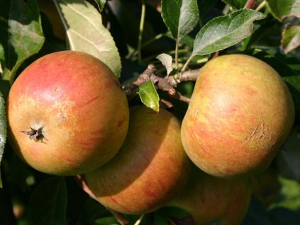 Jabloň 'Coxova Reneta'