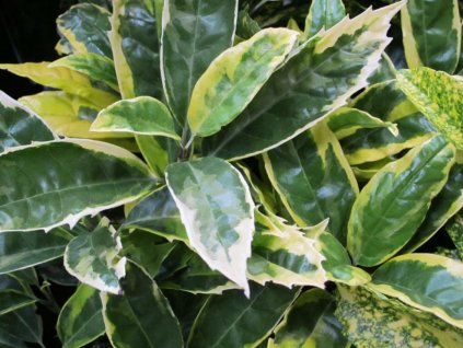 Aukuba japonská 'Sulphurea Marginata'
