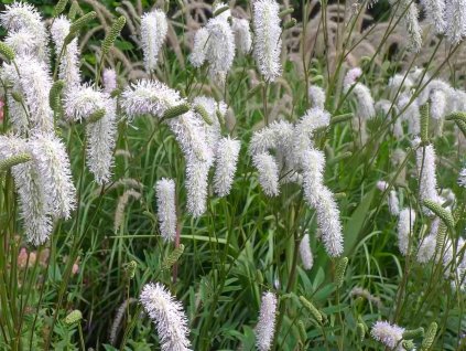 Krvavec výchoasijský 'Alba' - Sanguisorba tenuifolia 'Alba'