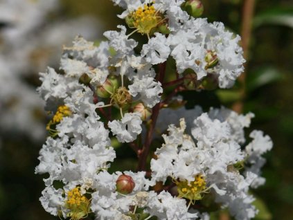 Lagerstroémie 'Bianca'