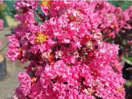 Lagerstroémie 'Rhapsody In Pink'