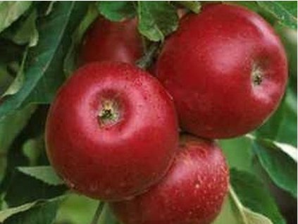 Jabloň 'Rode Jonathan'  Malus domestica 'Rode Jonathan'