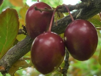 Ryngle 'Kroos Pearl Beauty'