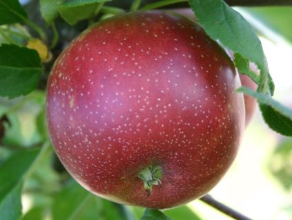 Jabloň 'Summerred'  Malus domestica 'Summerred'
