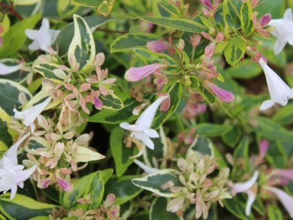 Abélie velkokvětá 'Hopleys'  Abelia grandiflora 'Hopleys'