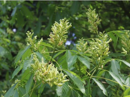 Jírovec přehlížený