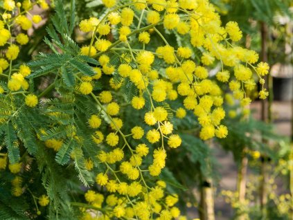 Akácie sivozelená 'Gaulois Astier'  Mimosa 'Gaulois Astier'