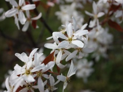 Muchovník hladký 'R.J. Hilton'  Amelanchier laevis 'R.J. Hilton'