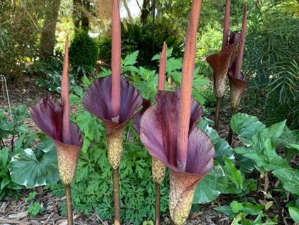 Zmijovec indický  Amorphophallus konjac