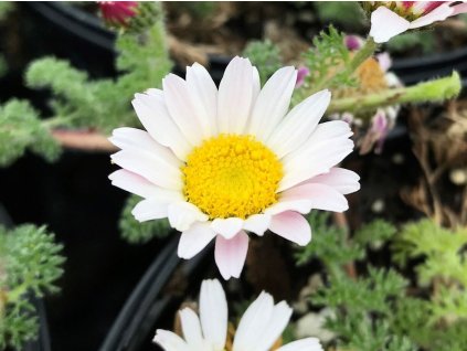 Kruhovník rozprostřený - Anacyclus pyrethrum var. depressus  Anacyclus pyrethrum var. depressus