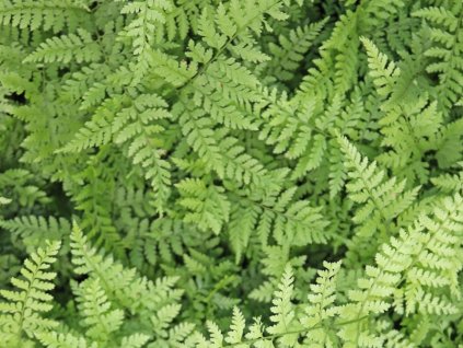 Pavoukovec Miquelův - Arachniodes miqueliana