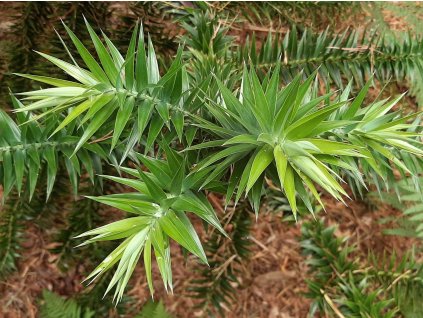 Blahočet úzkolistý  Araucaria angustifolia