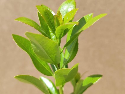 Planika obecná 'Hannie'  Arbutus unedo 'Hannie'