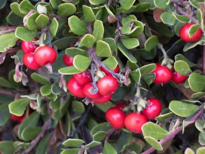 Medvědice lékařská - Arctostaphylos uva-ursi