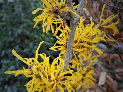 Vilín prostřední 'Evi'  Hamamelis x intermedia 'Evi'