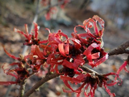 Vilín prostřední 'Foxy Lady'  Hamamelis x intermedia 'Foxy Lady'