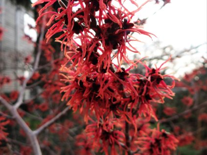 Vilín prostřední 'Livia'  Hamamelis x intermedia 'Livia'