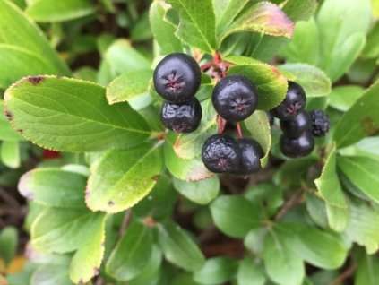 Černý jeřáb 'Revontuli Mound'  Aronia melanocarpa 'Revontuli Mound'