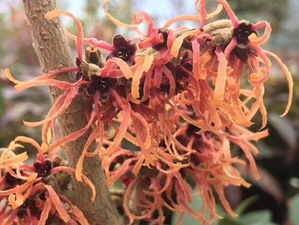 Vilín prostřední 'Robert'  Hamamelis x intermedia 'Robert'