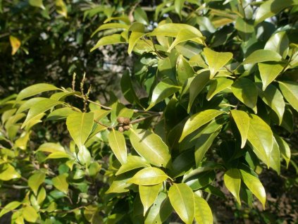 Kaštanovec cuspidata var. sieboldii  Castanopsis cuspidata sieboldii