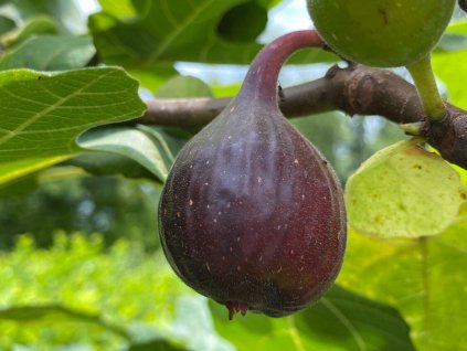 Fíkovník smokvoň 'Fignomenal'  Ficus carica 'Fignomenal'