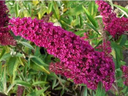 Komule Davidova 'Flutterby Red'  Buddleja davidii 'Flutterby Red'