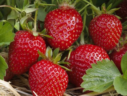 Jahodník  'Pink Marathon'  Fragaria 'Pink Marathon'